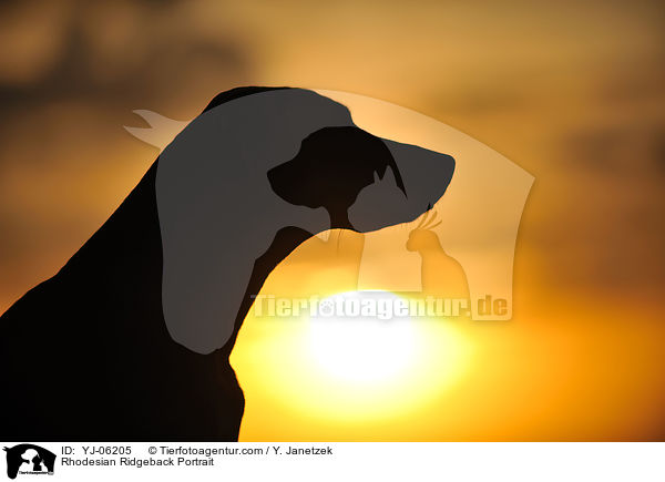 Rhodesian Ridgeback Portrait / Rhodesian Ridgeback Portrait / YJ-06205