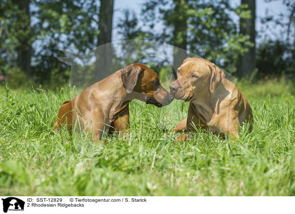 2 Rhodesian Ridgebacks / 2 Rhodesian Ridgebacks / SST-12829