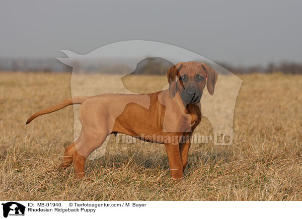 Rhodesian Ridgeback Welpe / Rhodesian Ridgeback Puppy / MB-01940