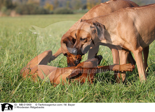 3 Rhodesian Ridgebacks / 3 Rhodesian Ridgebacks / MB-01969