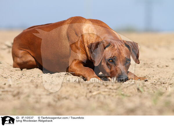 liegender Rhodesian Ridgeback / lying Rhodesian Ridgeback / IF-10537