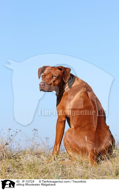 sitzender Rhodesian Ridgeback / sitting Rhodesian Ridgeback / IF-10724