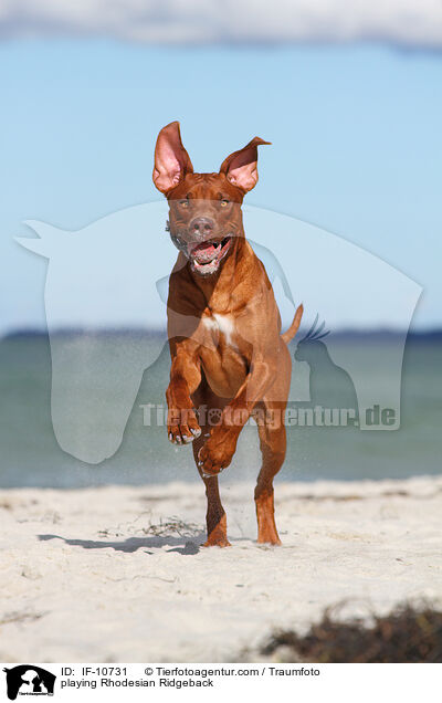 spielender Rhodesian Ridgeback / playing Rhodesian Ridgeback / IF-10731