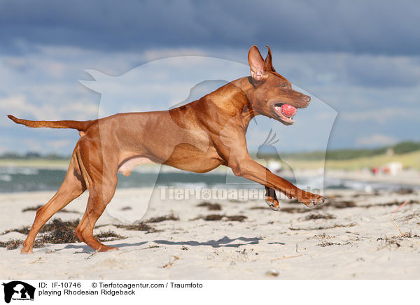 spielender Rhodesian Ridgeback / playing Rhodesian Ridgeback / IF-10746