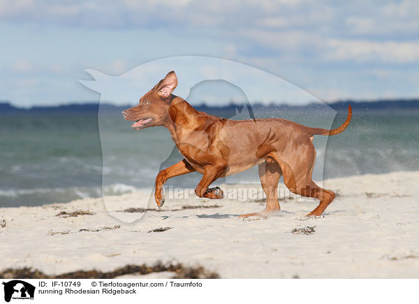 rennender Rhodesian Ridgeback / running Rhodesian Ridgeback / IF-10749