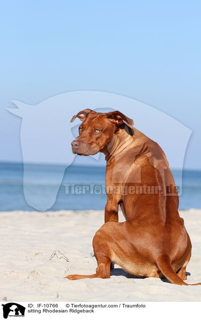 sitzender Rhodesian Ridgeback / sitting Rhodesian Ridgeback / IF-10766