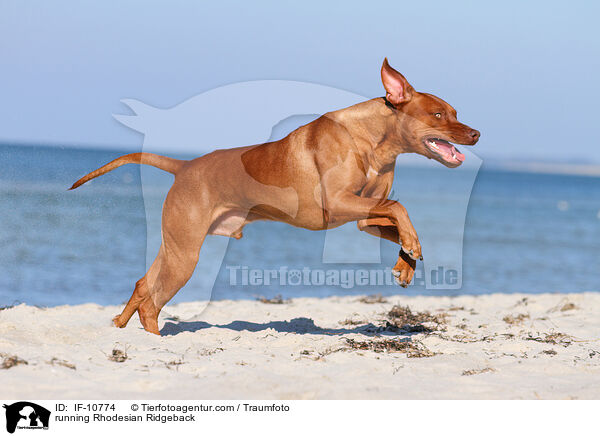 running Rhodesian Ridgeback / IF-10774