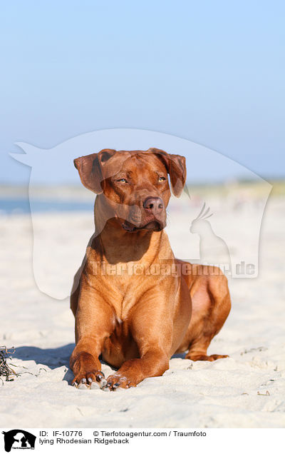 liegender Rhodesian Ridgeback / lying Rhodesian Ridgeback / IF-10776