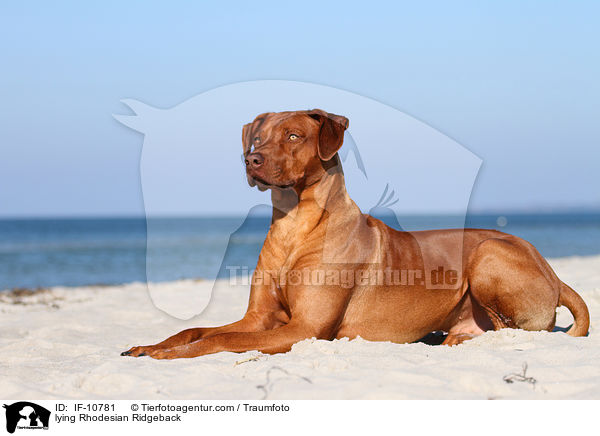 liegender Rhodesian Ridgeback / lying Rhodesian Ridgeback / IF-10781