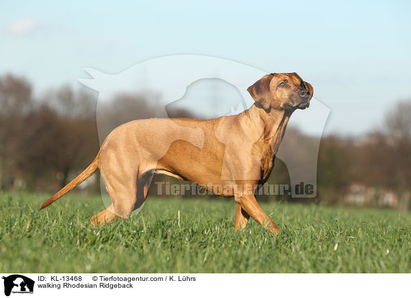 walking Rhodesian Ridgeback / KL-13468