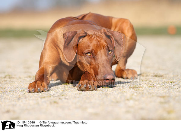 liegender Rhodesian Ridgeback / lying Rhodesian Ridgeback / IF-10946