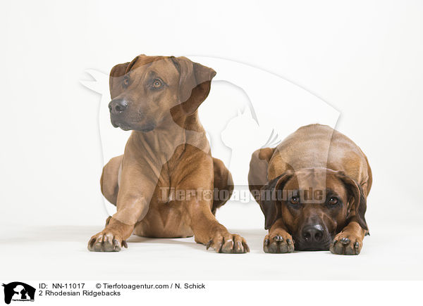 2 Rhodesian Ridgebacks / 2 Rhodesian Ridgebacks / NN-11017