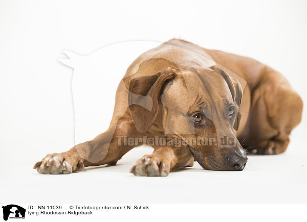 liegender Rhodesian Ridgeback / lying Rhodesian Ridgeback / NN-11039