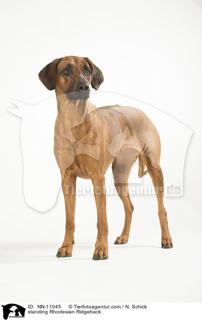 stehender Rhodesian Ridgeback / standing Rhodesian Ridgeback / NN-11045