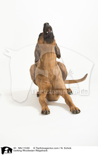 bellender Rhodesian Ridgeback / barking Rhodesian Ridgeback / NN-11048