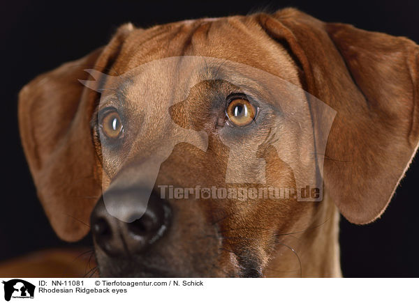 Rhodesian Ridgeback Augen / Rhodesian Ridgeback eyes / NN-11081