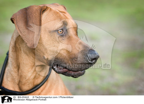 Rhodesian Ridgeback Portrait / Rhodesian Ridgeback Portrait / BS-05442