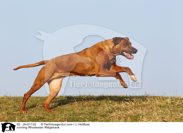 running Rhodesian Ridgeback / JH-21132