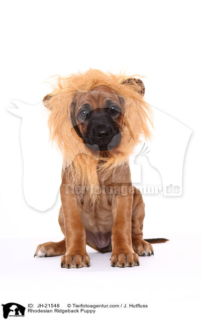 Rhodesian Ridgeback Puppy / JH-21548
