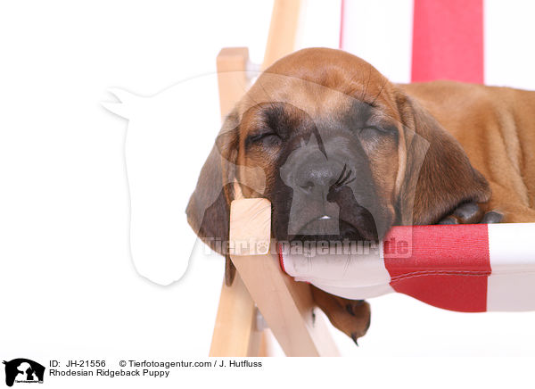 Rhodesian Ridgeback Welpe / Rhodesian Ridgeback Puppy / JH-21556