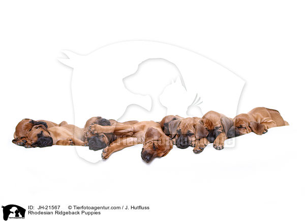 Rhodesian Ridgeback Welpen / Rhodesian Ridgeback Puppies / JH-21567