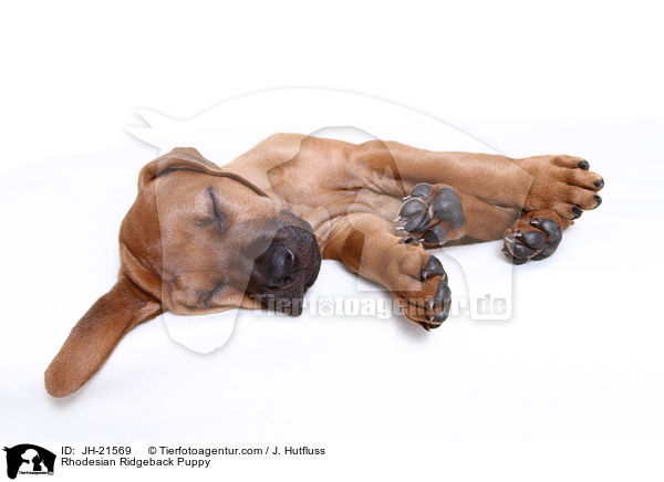 Rhodesian Ridgeback Welpe / Rhodesian Ridgeback Puppy / JH-21569