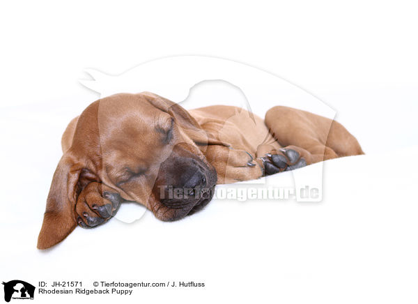 Rhodesian Ridgeback Welpe / Rhodesian Ridgeback Puppy / JH-21571
