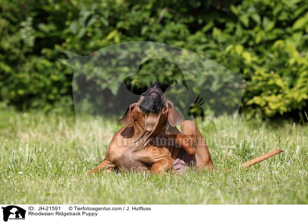 Rhodesian Ridgeback Welpe / Rhodesian Ridgeback Puppy / JH-21591