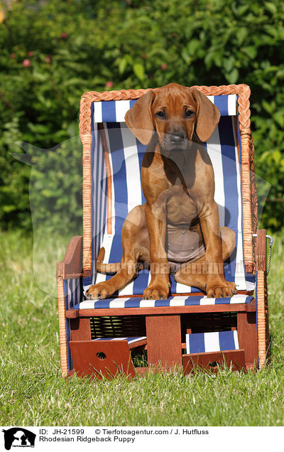Rhodesian Ridgeback Welpe / Rhodesian Ridgeback Puppy / JH-21599
