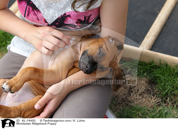 Rhodesian Ridgeback Welpe / Rhodesian Ridgeback Puppy / KL-14493