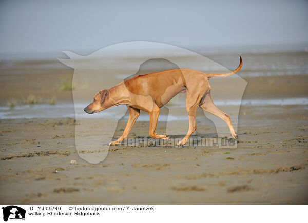 laufender Rhodesian Ridgeback / walking Rhodesian Ridgeback / YJ-09740