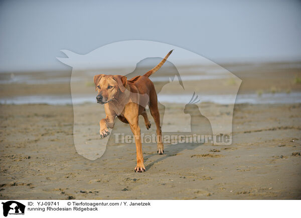 rennender Rhodesian Ridgeback / running Rhodesian Ridgeback / YJ-09741