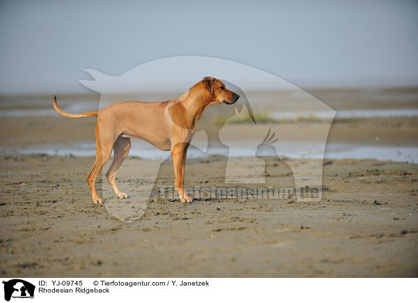 Rhodesian Ridgeback / Rhodesian Ridgeback / YJ-09745