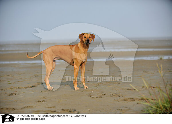 Rhodesian Ridgeback / Rhodesian Ridgeback / YJ-09746