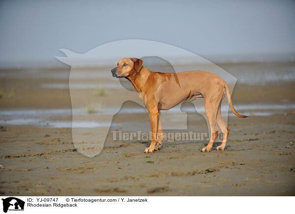 Rhodesian Ridgeback / Rhodesian Ridgeback / YJ-09747
