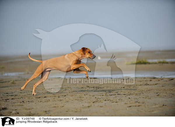 springender Rhodesian Ridgeback / jumping Rhodesian Ridgeback / YJ-09748