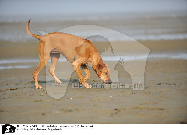 schnuppernder Rhodesian Ridgeback / snuffling Rhodesian Ridgeback / YJ-09749