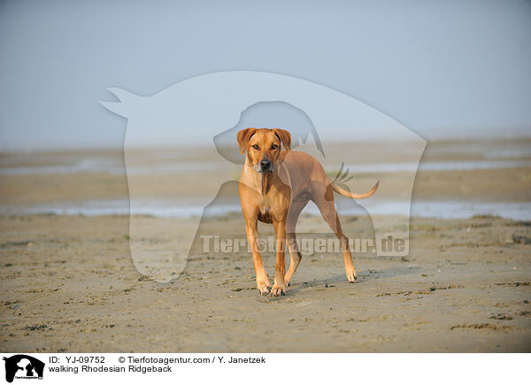 laufender Rhodesian Ridgeback / walking Rhodesian Ridgeback / YJ-09752