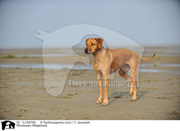 Rhodesian Ridgeback / Rhodesian Ridgeback / YJ-09756
