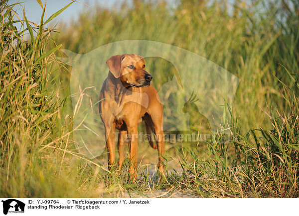 stehender Rhodesian Ridgeback / standing Rhodesian Ridgeback / YJ-09764