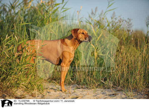 stehender Rhodesian Ridgeback / standing Rhodesian Ridgeback / YJ-09766