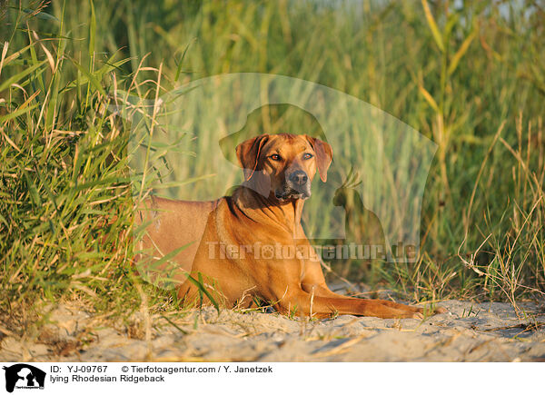 liegender Rhodesian Ridgeback / lying Rhodesian Ridgeback / YJ-09767