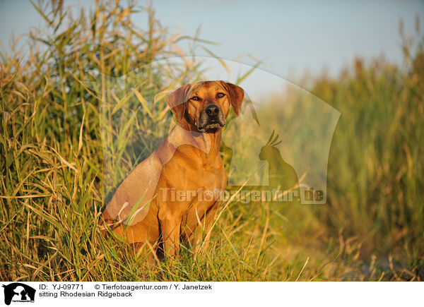 sitzender Rhodesian Ridgeback / sitting Rhodesian Ridgeback / YJ-09771