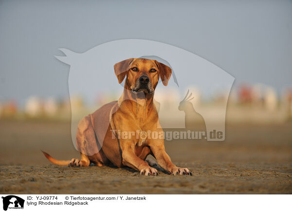 liegender Rhodesian Ridgeback / lying Rhodesian Ridgeback / YJ-09774