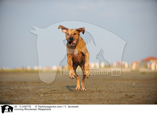 rennender Rhodesian Ridgeback / running Rhodesian Ridgeback / YJ-09776