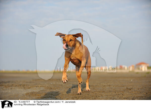 rennender Rhodesian Ridgeback / running Rhodesian Ridgeback / YJ-09777