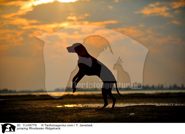 springender Rhodesian Ridgeback / jumping Rhodesian Ridgeback / YJ-09779