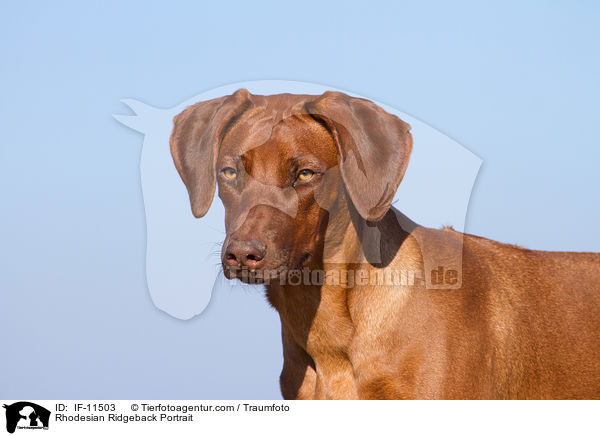 Rhodesian Ridgeback Portrait / Rhodesian Ridgeback Portrait / IF-11503