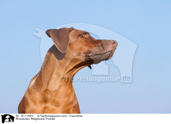 Rhodesian Ridgeback Portrait / Rhodesian Ridgeback Portrait / IF-11504