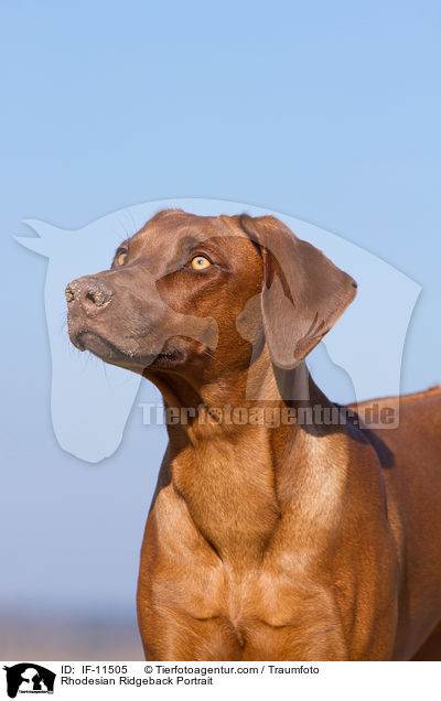 Rhodesian Ridgeback Portrait / Rhodesian Ridgeback Portrait / IF-11505